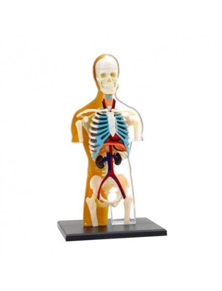 CILVĒKA ĶERMEŅA ANATOMIJAS MODELIS