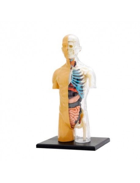 CILVĒKA ĶERMEŅA ANATOMIJAS MODELIS