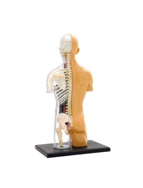 CILVĒKA ĶERMEŅA ANATOMIJAS MODELIS