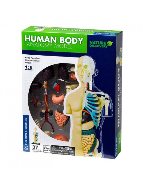 CILVĒKA ĶERMEŅA ANATOMIJAS MODELIS
