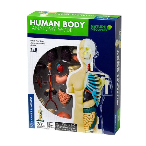 CILVĒKA ĶERMEŅA ANATOMIJAS MODELIS CILVĒKA ĶERMEŅA ANATOMIJAS MODELIS
