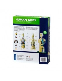 CILVĒKA ĶERMEŅA ANATOMIJAS MODELIS